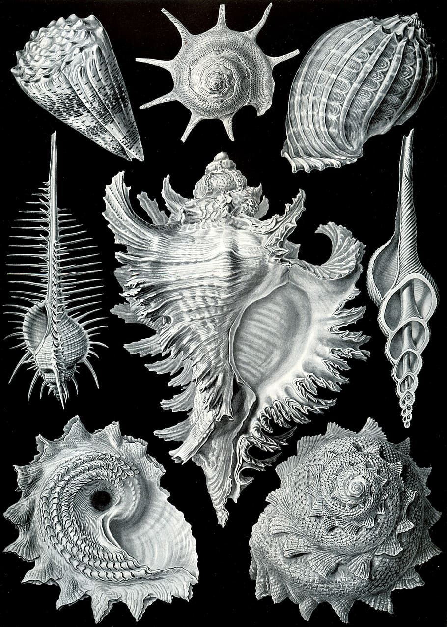 Ilustración de conchas marinas, mariscos, mejillones, murex pecten, prosobranchia haeckel, chicoreus ramosus, mar, vida marina, ninguna gente, fauna animal