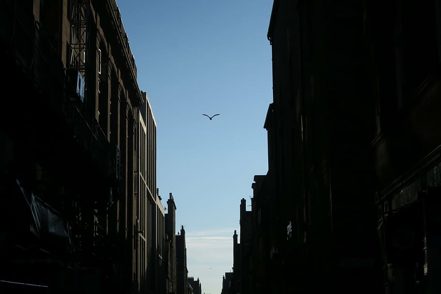 volando, pájaro, edificios, durante el día, negro, azul, cielo, arquitectura, edificio, infraestructura