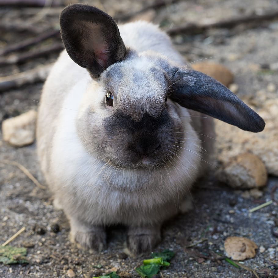 hare, animal, cute, fluffy, bunny, animal world, easter bunny, charming, ears, fur