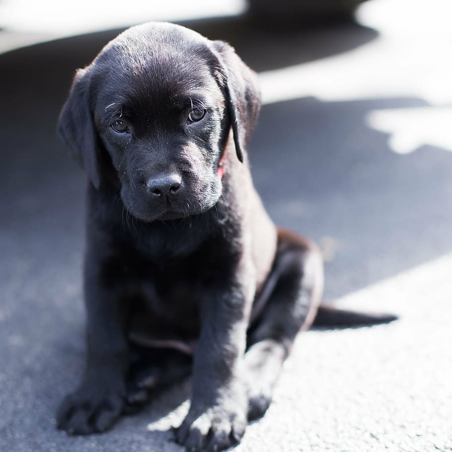 黒, ラブラドールレトリバーの子犬, 黒ラボ, ラボ, 子犬, 悲しい子犬, 犬, 1匹の動物, ペット, 動物