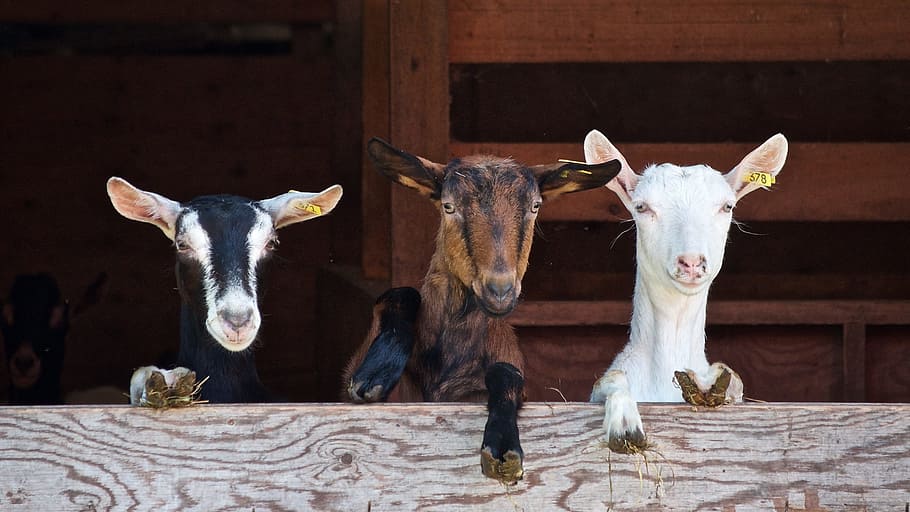 person, taking, three, goats, daytime, curious, farm, domestic, animal, cow