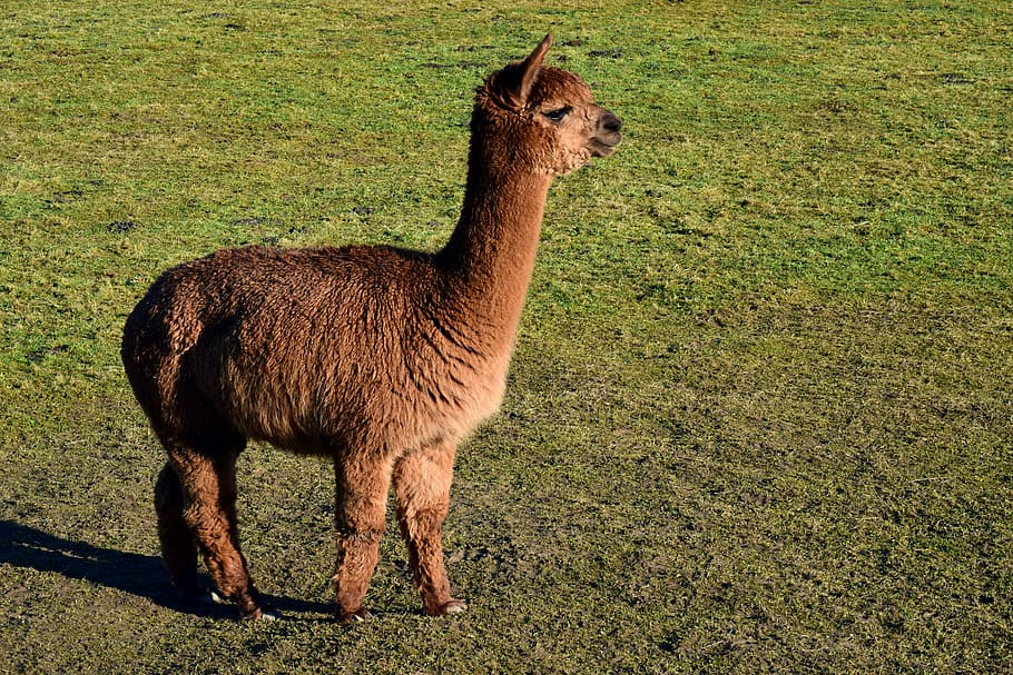 brown llama, mammal, animal, grass, wool, farm, alpaca, brown, meadow, fluffy