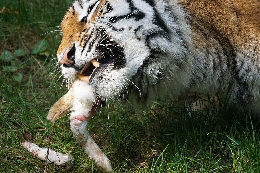 tiger, amurtiger, predator, cat, carnivores, siberian, dangerous, food, hare, zoo