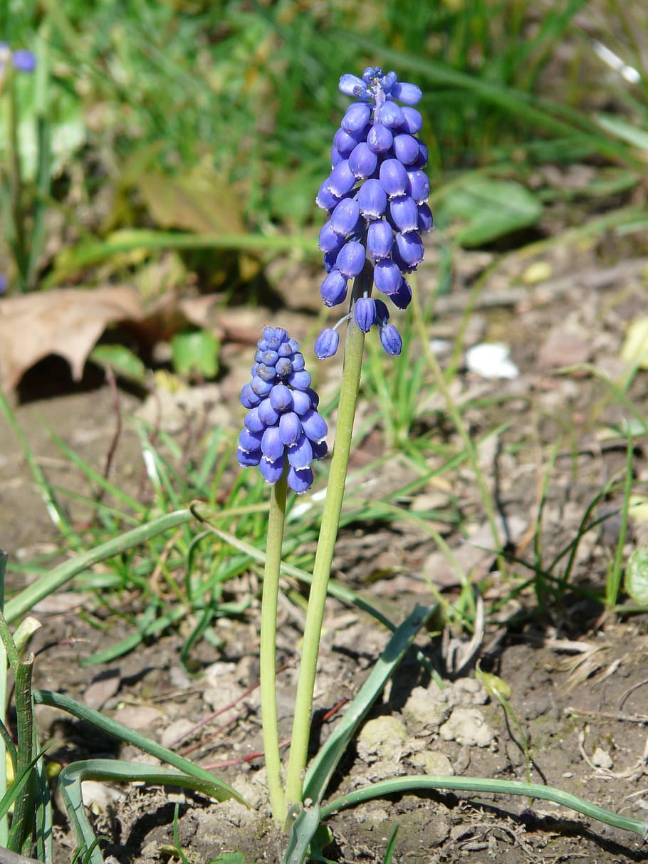 armenian traubenhyazinthe, flower, Armenian, Flower, armenian traubenhyazinthe, blossom, bloom, blue, spring, muscari armeniacum, muscari