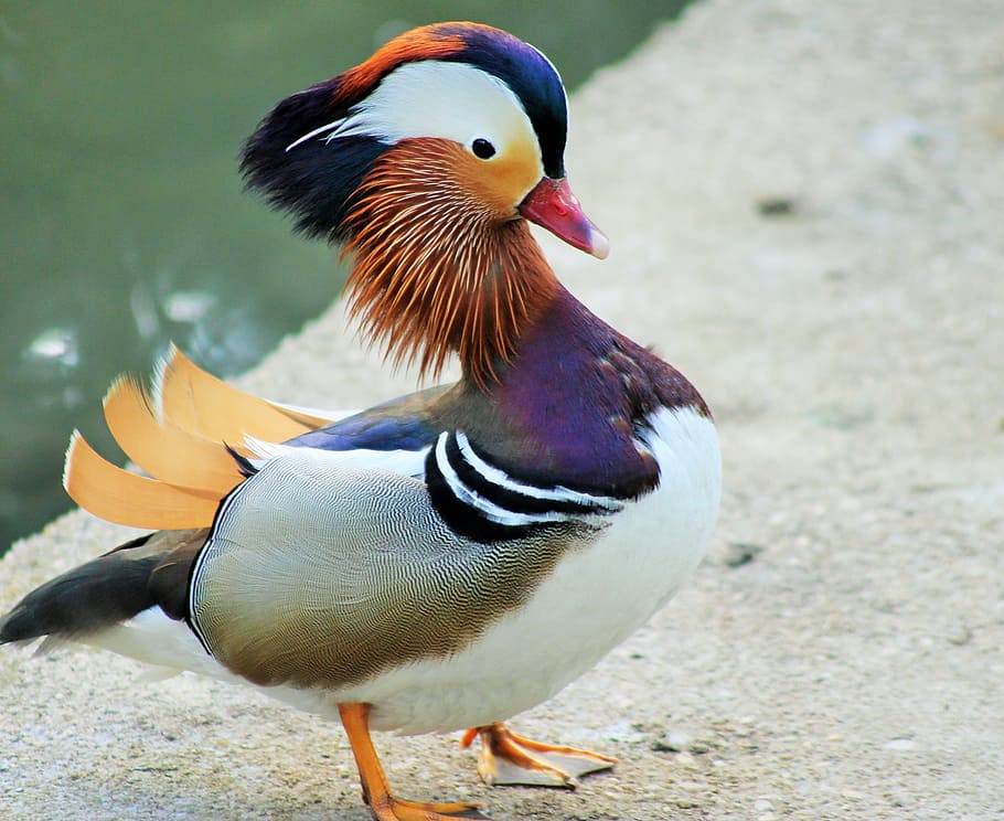 male, mandarin duck, standing, concrete, floor, weird bird, maderinenente, portrait, bird, animal themes