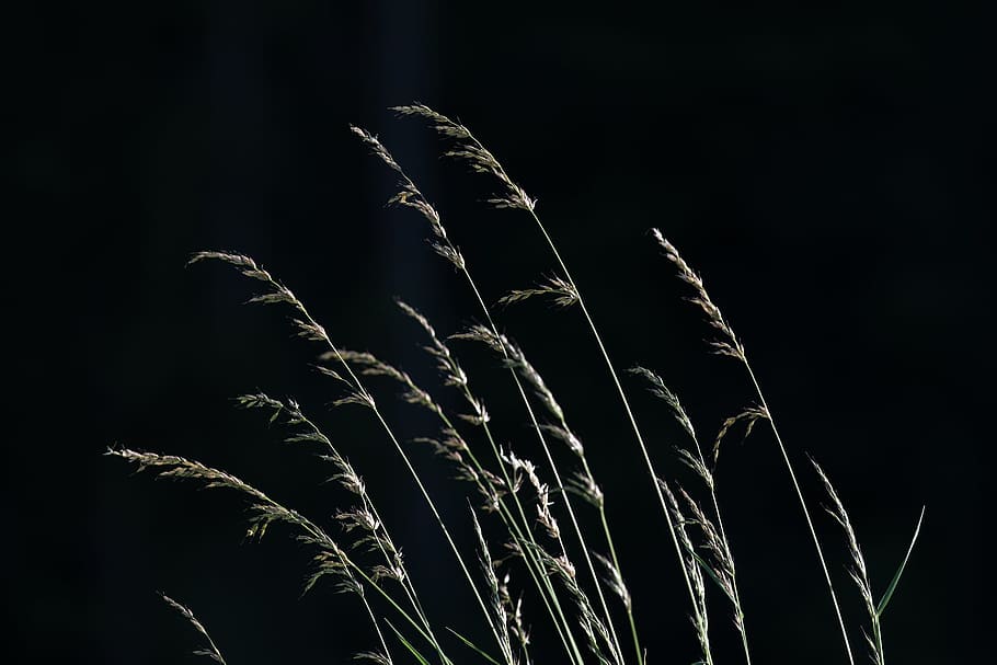 Grasses, Seeds, Nature, Meadow, Plant, close, green, summer, grass ear, twilight