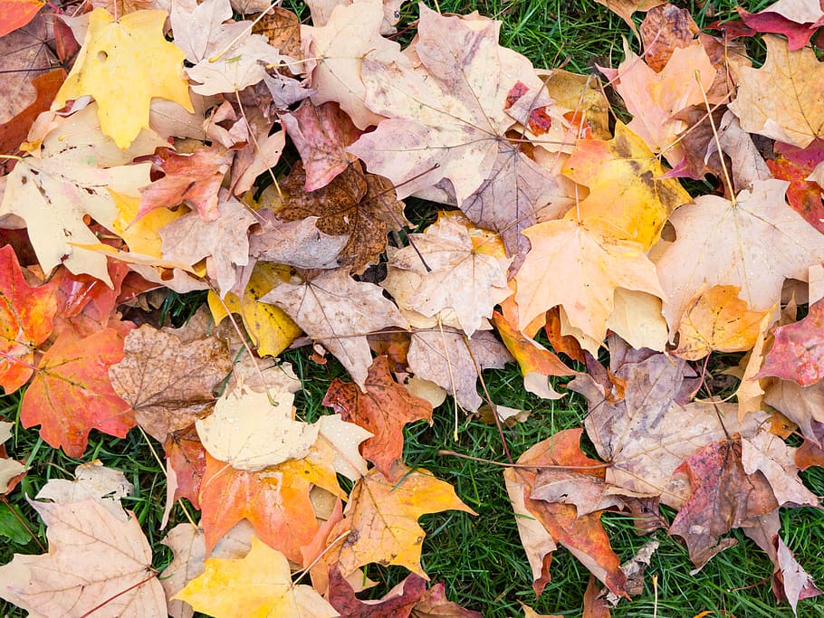 leaves, fall, autumn, nature, grass, ground, outdoors, plant part, leaf, change