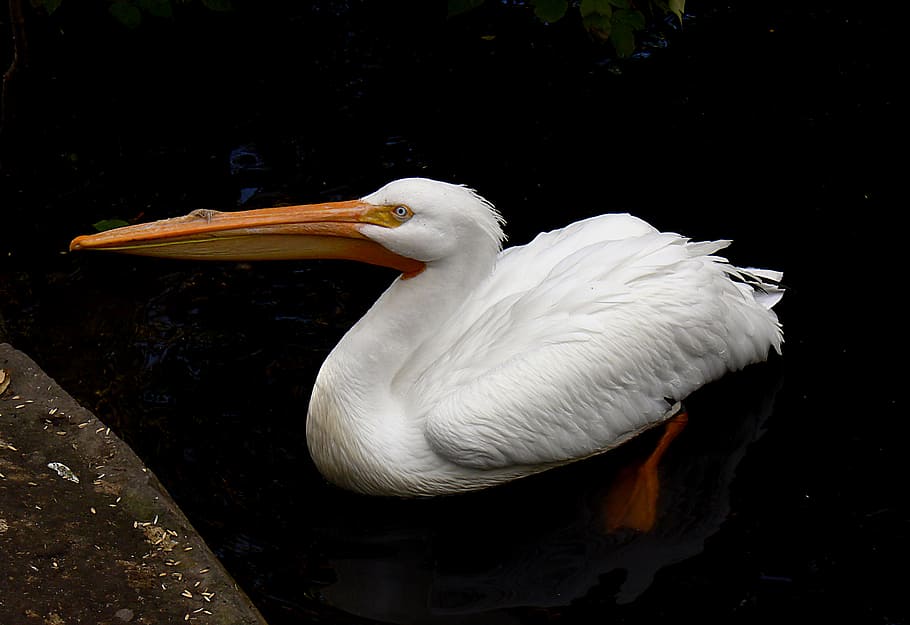 Pelican, white pelican, vertebrate, animals in the wild, animal, animal themes, animal wildlife, bird, water, one animal