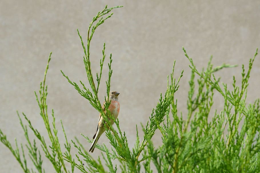 linnet, flax fink, bird, hedge, conifer, nature, funny, plumage, summer, animal themes