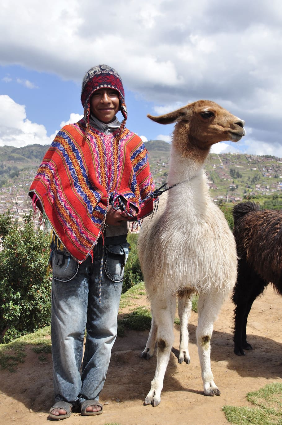 man, holding, white, animal, field, Peru, Mammal, Andes, Lama, Height
