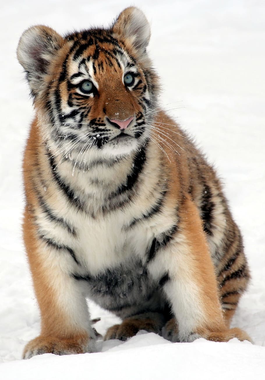 brown, white, tiger, white tiger, tiger cub, snow, winter, predator, stripes, young