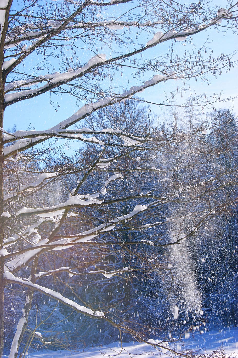 冬, 木, 雪, 空, 青, 自然, 寒さ-温度, 森, 屋外, 季節