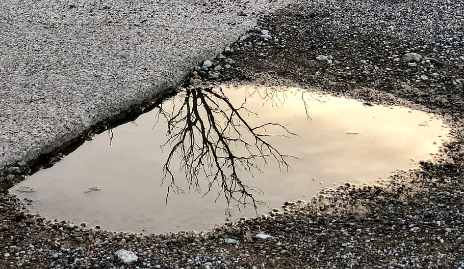 puddle, reflection, rain, water, nature, pavement, ground, branch, tree, stones