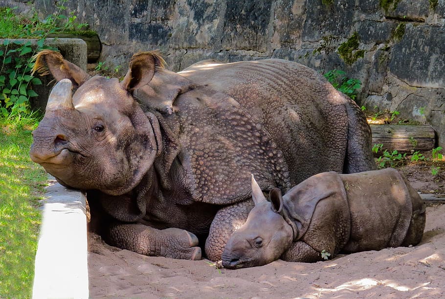 dos, adulto, joven, rinoceronte, animal, paquidermo, bebé rinoceronte, panzer, nürnberger tiergarten, pequeño rinoceronte
