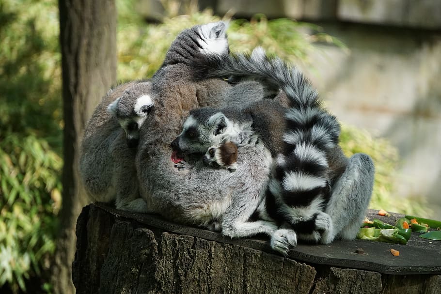 lemurs, fur, lemur, mammal, animal, nature, zoo, ringed, catta, lemur catta