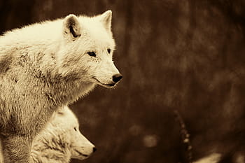 wolves-predators-mammals-white-wolves-ro