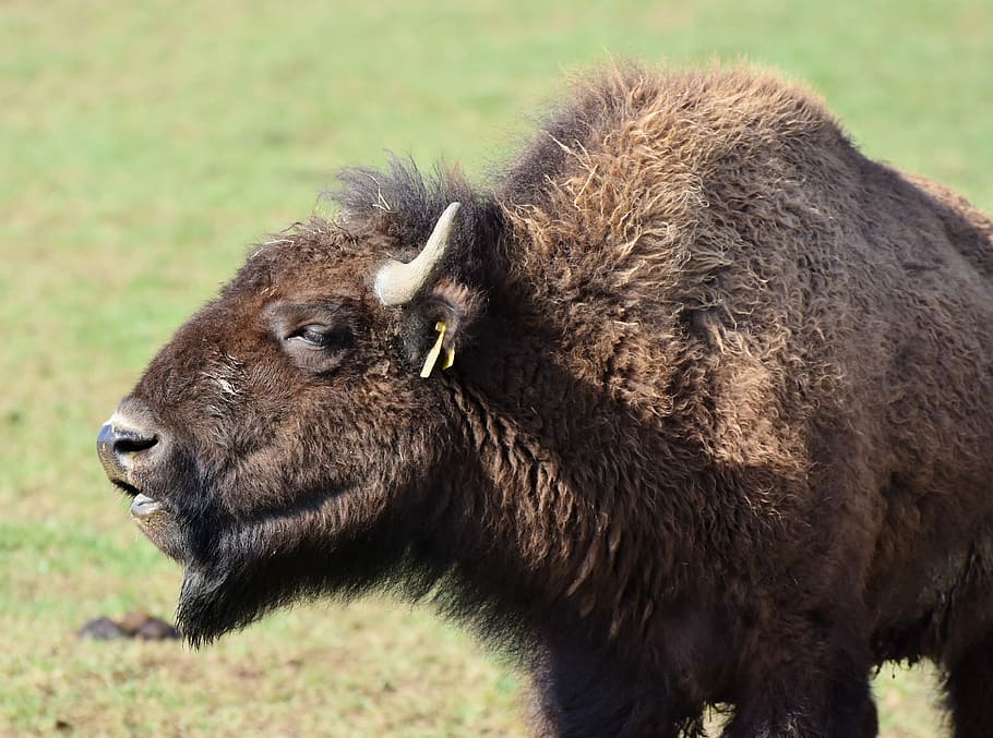 brown, bison, standing, green, grass, daytime, buffalo, horns, american bison, wild