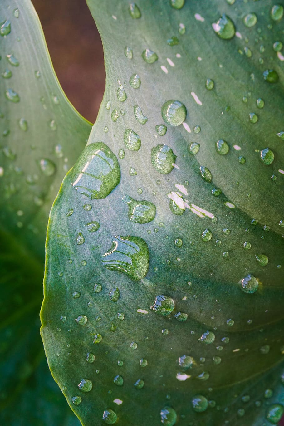 rain, leaves, green, raindrop, leaf veins, water, drop of water, rainy days, macro photography, plant