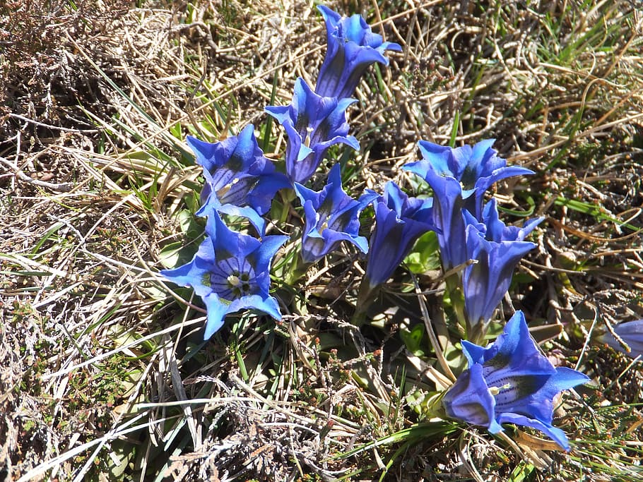 gentian, cook shear gentian, gentiana acaulis, flower, blue, nature conservation, spring, blossom, bloom, spring flower