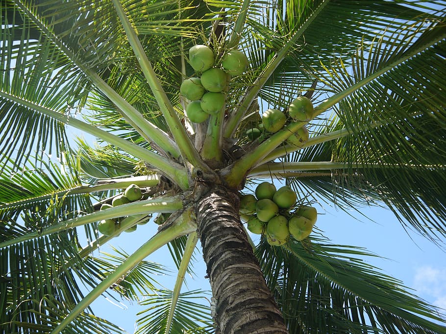 low-angle photography, daytime, Coconut, Cocos Nucifera, Tree, Nuts, tree, nuts, fruit, green, leaves