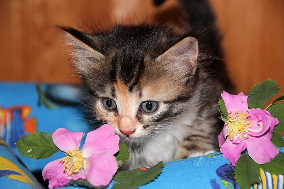 calico, kitten, sniffing, pink, rose, flower, cat, pet, animals, cute