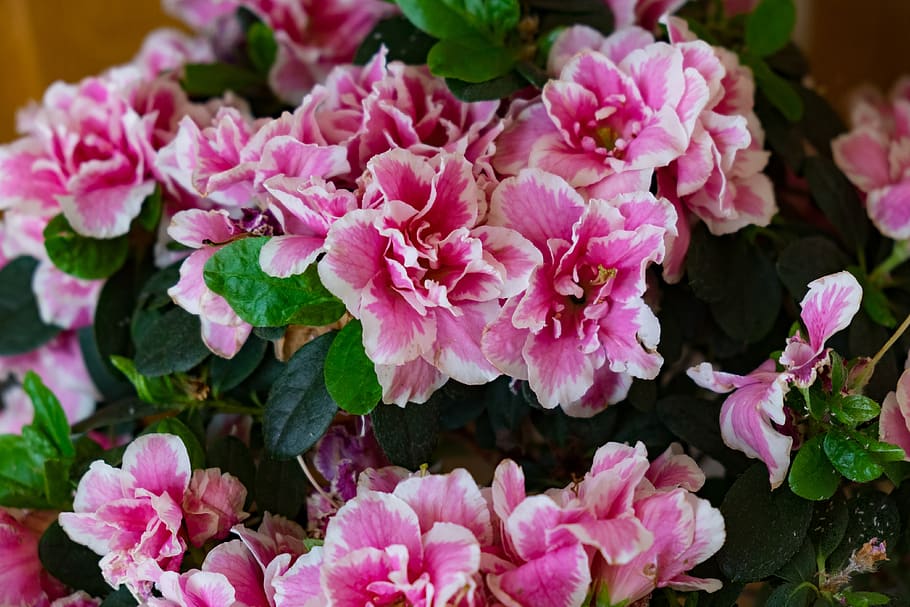 flor, azalea, primavera, rosa, rododendro, planta floreciendo, color rosado,  planta, frescura, fragilidad | Pxfuel