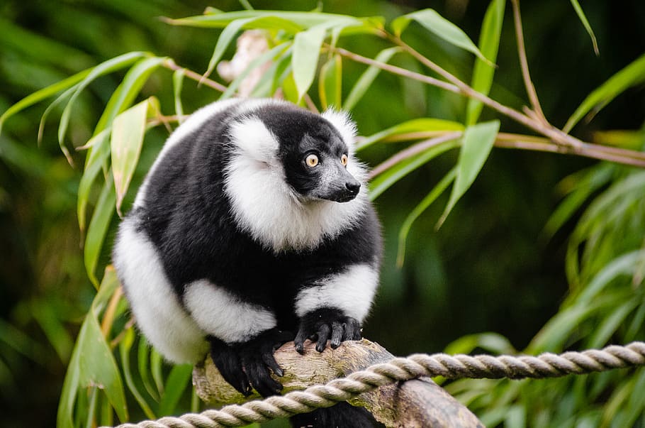 Hitam, putih, Ruffed Lemur, marmoset di pohon, tema hewan, hewan, satwa liar, satu hewan, hewan di alam liar, primata