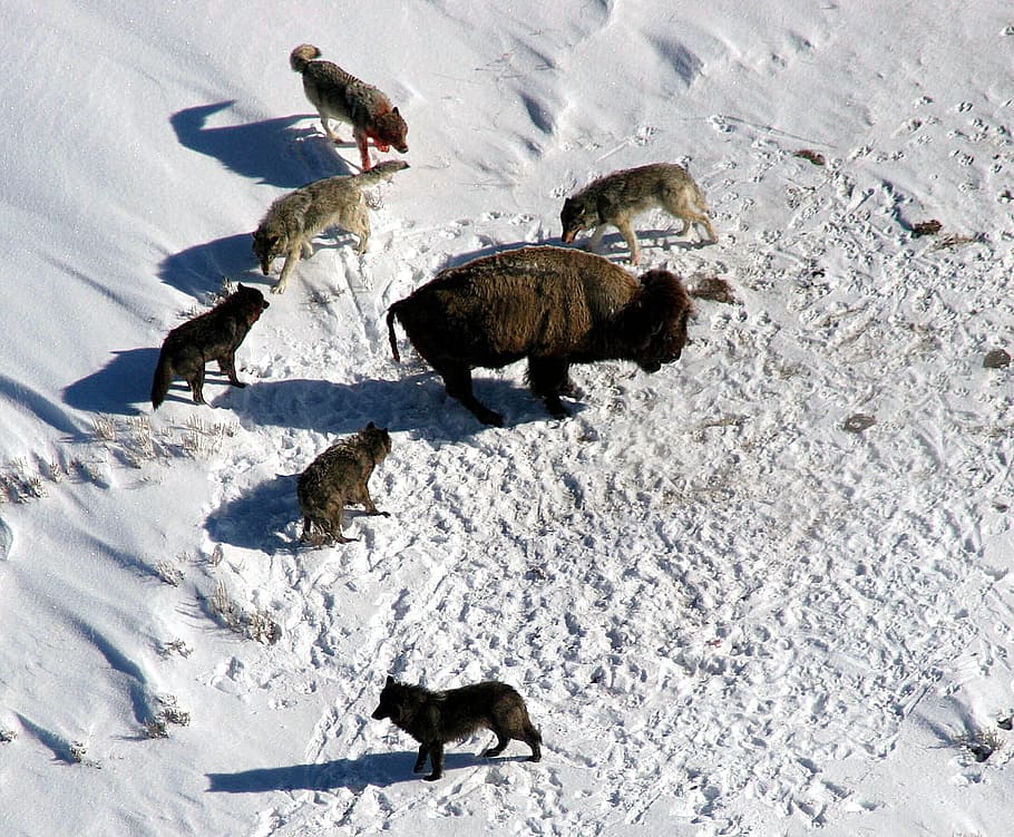 パック, オオカミの狩猟, オオカミ, バイソン, バッファロー, 囲まれて, 攻撃する準備ができて, 自然, 外, 冬