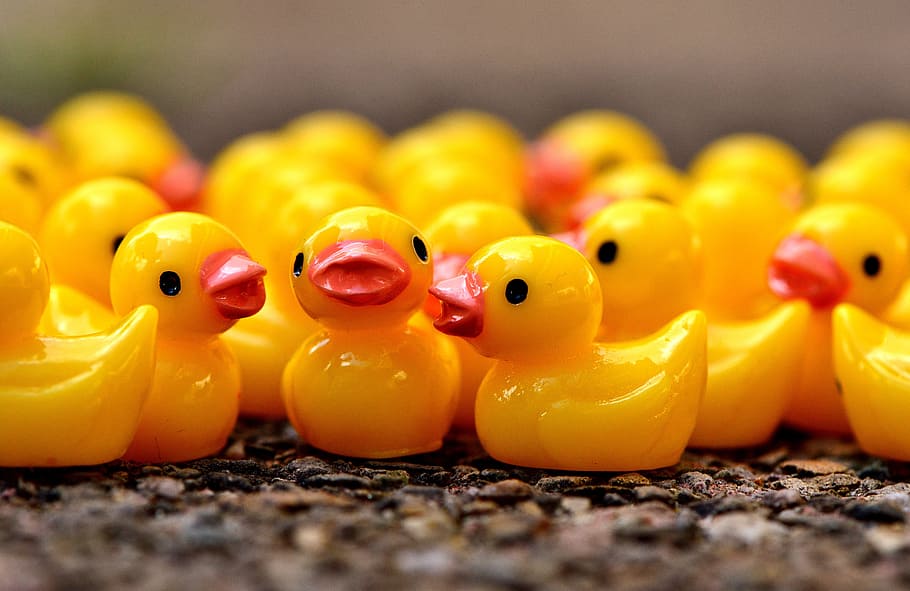 selective, focus photography, rubber duckling toys, Ducky, Figures, Cute, Deco, funny, decoration, ducks