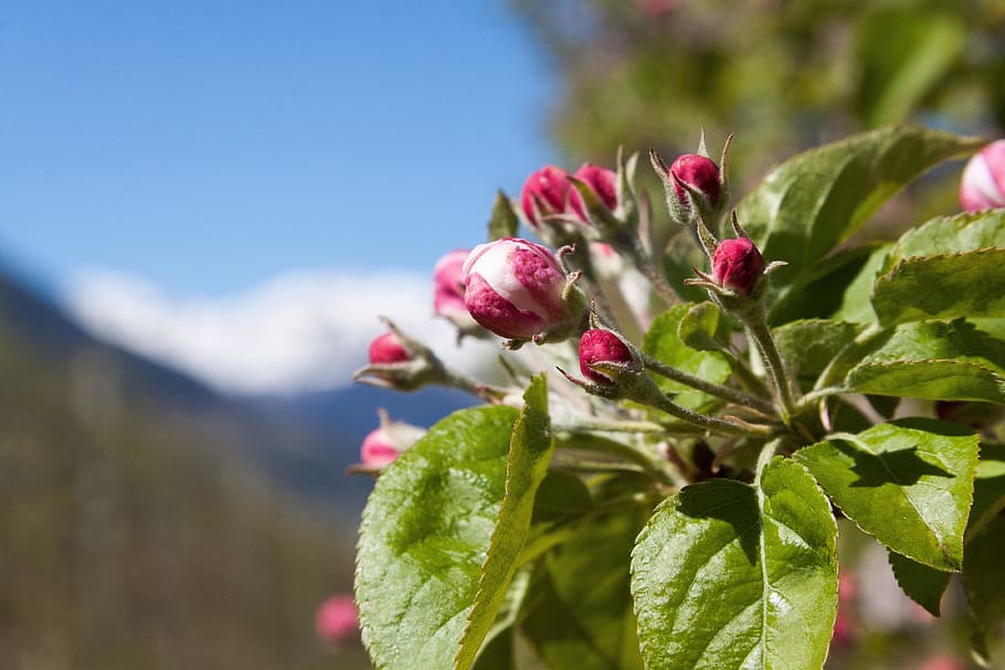 Apple Blossom, Trellis, Bloom, brote, flores, primavera, lenz, una, las cuatro estaciones, despertar
