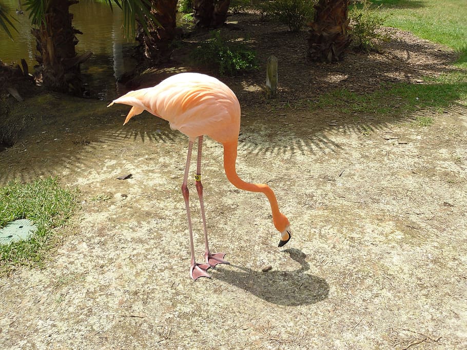 flamingo, flamingos, bird, birds, pink, tropical, animal themes, animal wildlife, animals in the wild, animal