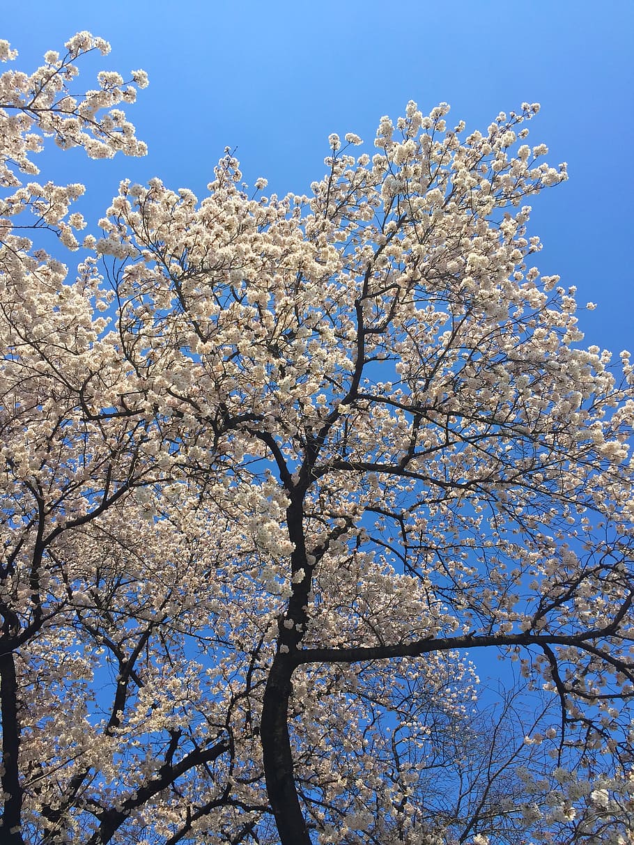 Sakura, primavera, Japón, flor de cerezo, japonés, flores de cerezo, naturaleza, flor, rosa, árbol