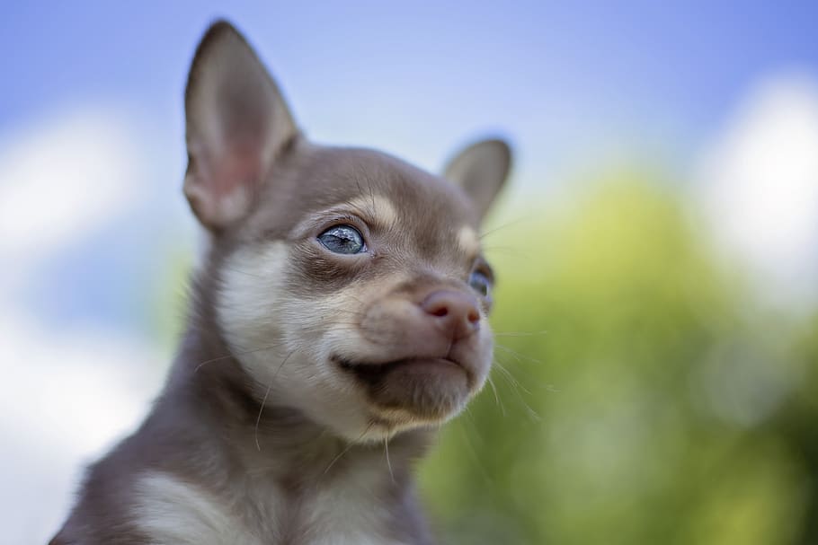 white chihuahua blue eyes