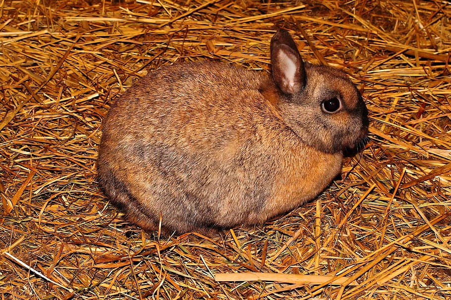 rabbit, hay, Hare, Stall, Straw, Brown, Dear, Animal, fur, rabbit hutch