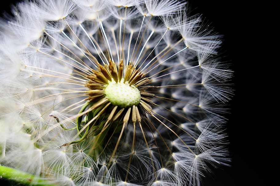 dandelion, nature, seeds, fluffy, bright, slightly, light, darkness, color, tender