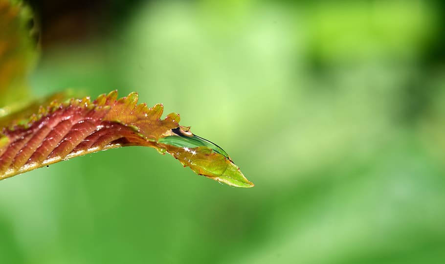 drip, leaf, drop of water, macro, rain, dew, close, green plant, wet, dew drops