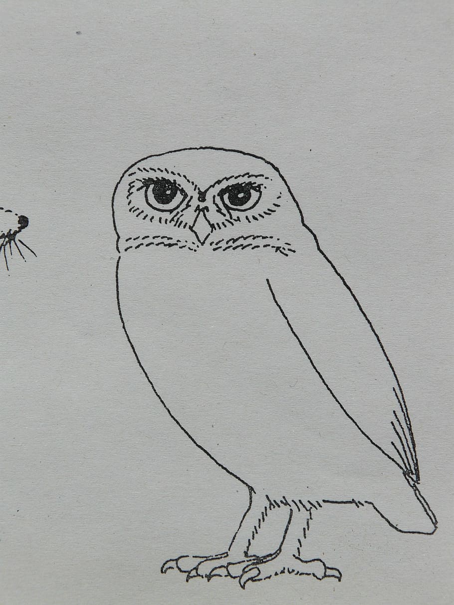 owl sketch, owl, bird, animal, coloring pages, paint, draw, sign template, drawing, imagine