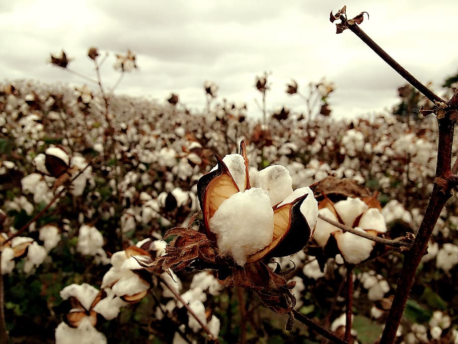 white, cotton flower field, daytime, Cotton, Field, Tn, bird, nature, animals in the wild, day