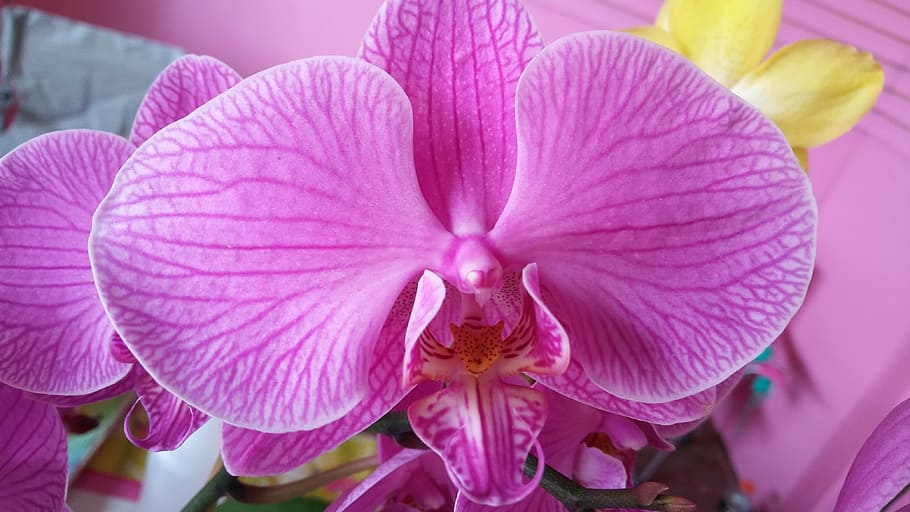 púrpura, orquídea, phalaenopsis, naturaleza, planta, polilla Orquídea, pétalo, color rosa, primer plano, cabeza de flor