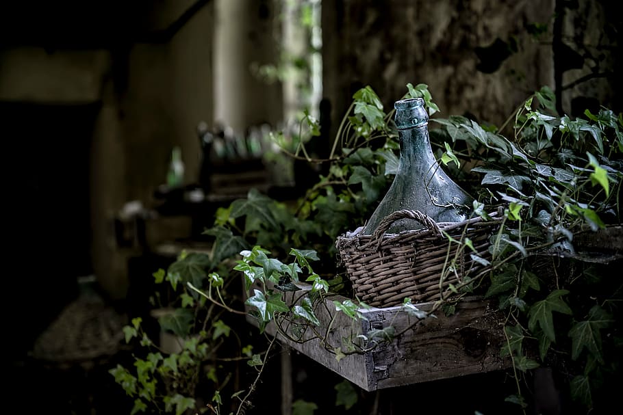 botella, cesta, rodeado, plantas, hojas, enredaderas, bokeh, desenfoque, suciedad, polvo