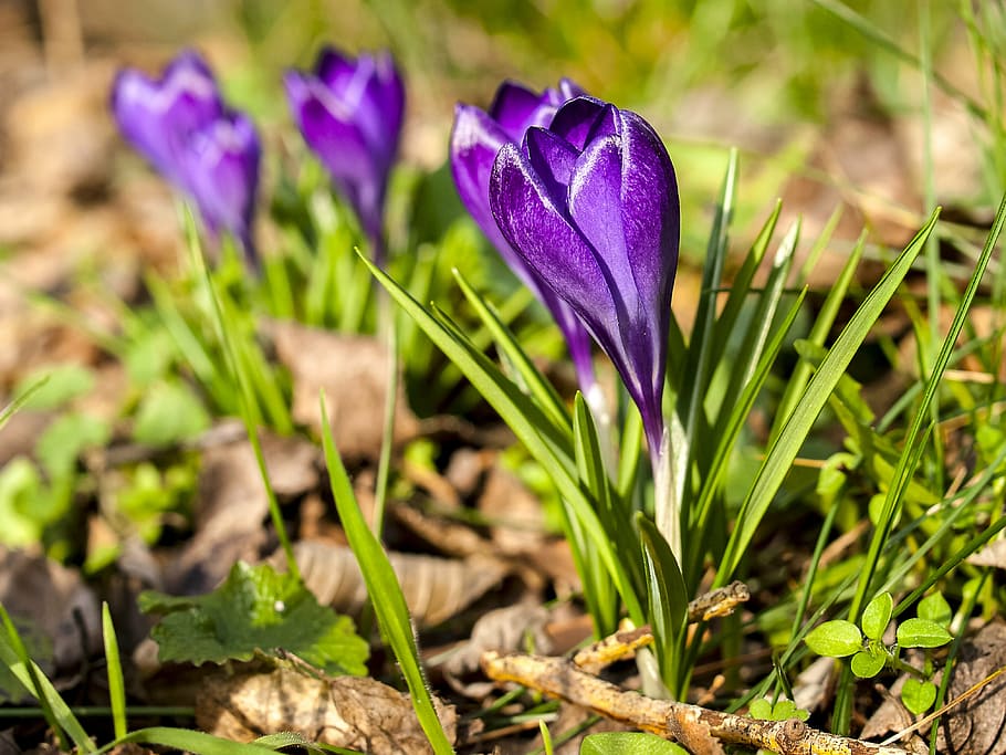 azafrán, flor, planta, floración, naturaleza, púrpura, planta floreciente, iris, crecimiento, frescura