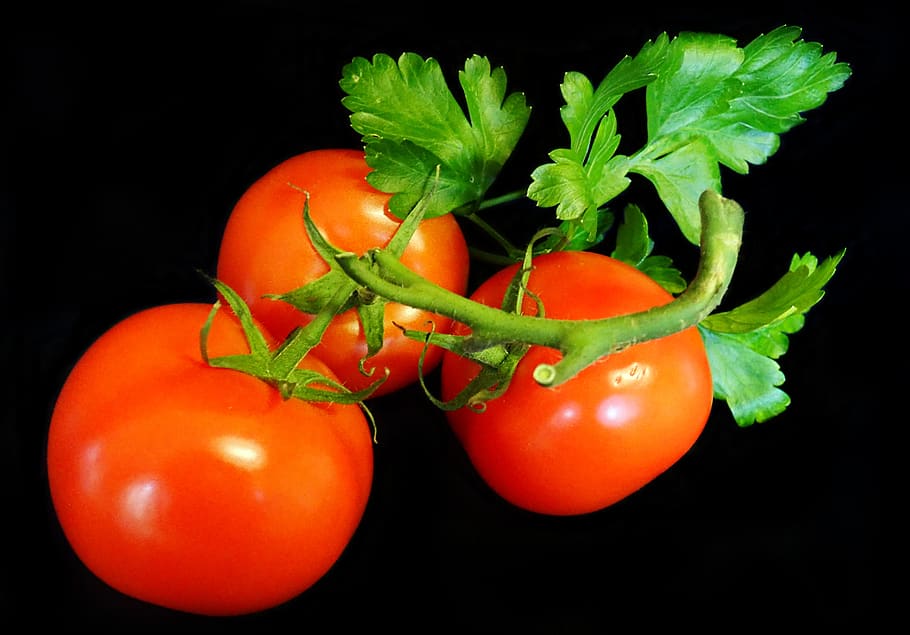 tomat, tiang penopang, segar, makanan, vegetarian, sayuran, organik, makanan dan minuman, sayur-mayur, latar belakang hitam