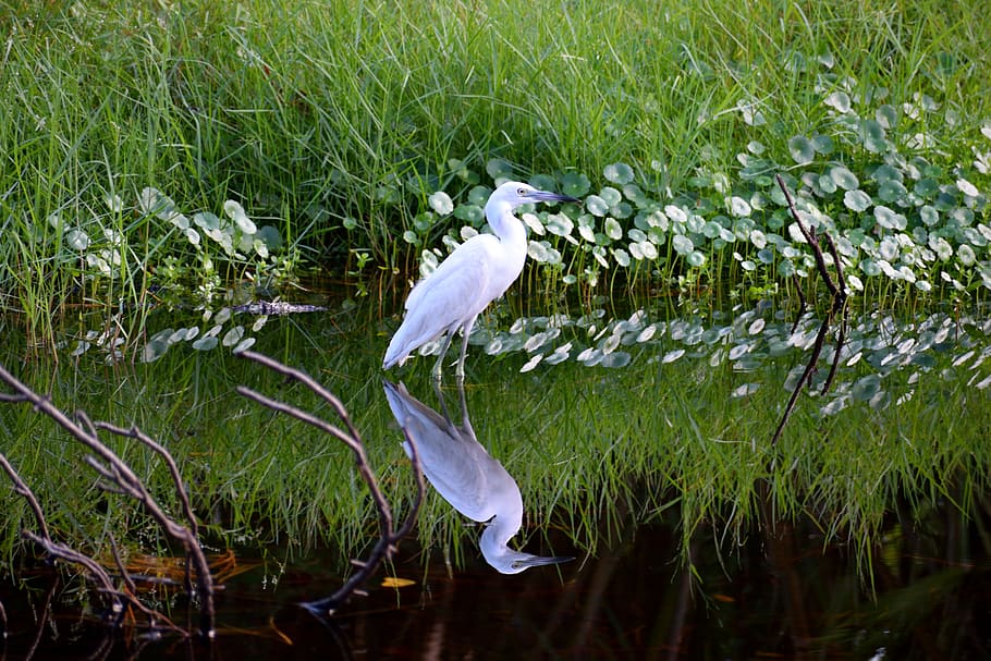 white egret, tropical bird, heron, avian, reflection, marshland, florida, usa, nature, wildlife