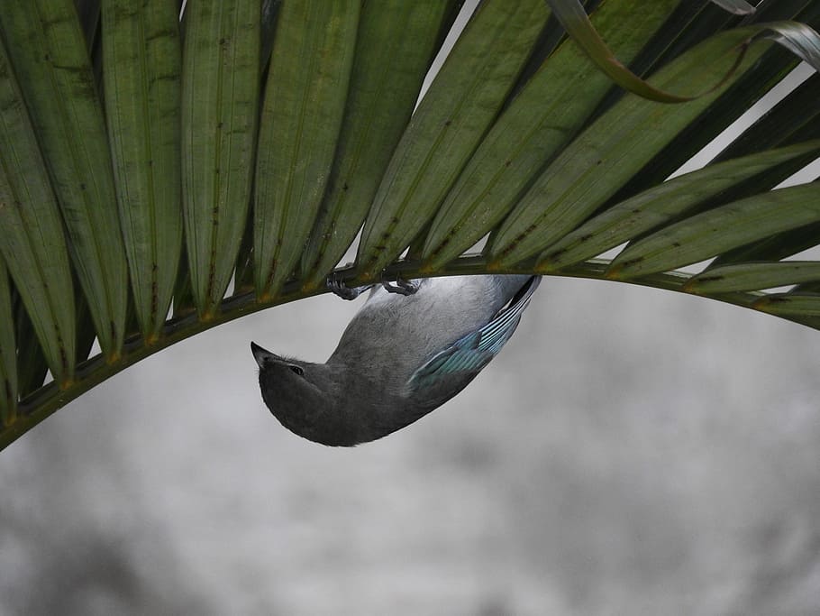 birdie, tightrope walker, bird upside down, tanager, close-up, day, growth, focus on foreground, nature, leaf