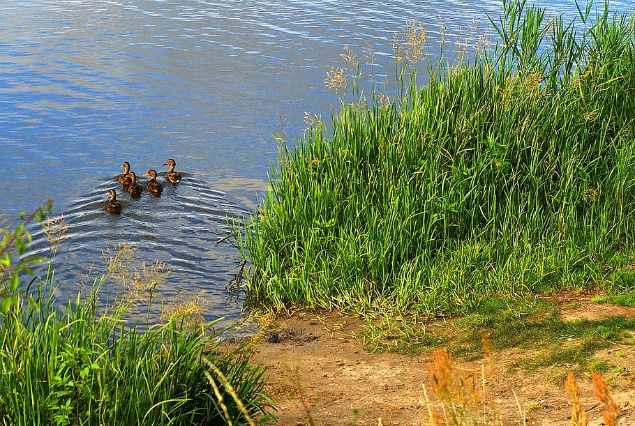 ducks, landscape, beauty, view, grass, beautiful, nature, water, river, lagoon