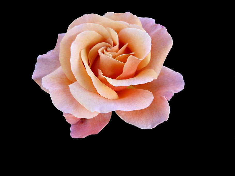 rosa rosa ilustración, flor, macro, rosa, color rosa, naturaleza, florecido, pétalos, color salmón, planta floreciendo