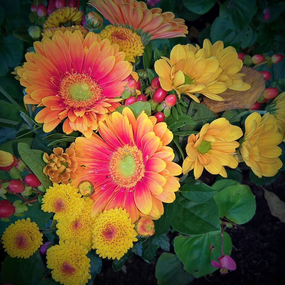 autumn bouquet, gerbera, Gerbera, autumn bouquet, autumn chrysanthemums, different types, farbenpracht in yellow, orange, red, nice compilation, bright