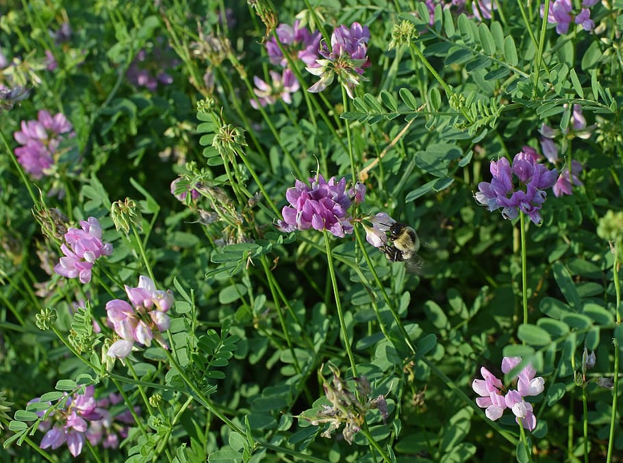 Crown Vetch, Bee, Flower, Blossom, crown vetch with bee, bloom, meadow, ground cover, vine, nature