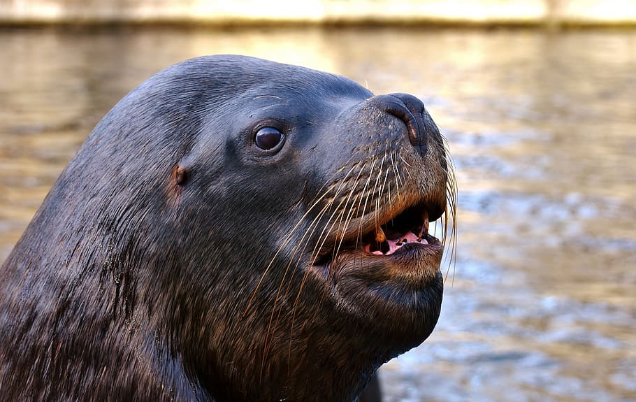 closeup, sea lion, seal, swim, water, robbe, meeresbewohner, animal, nature, mammal