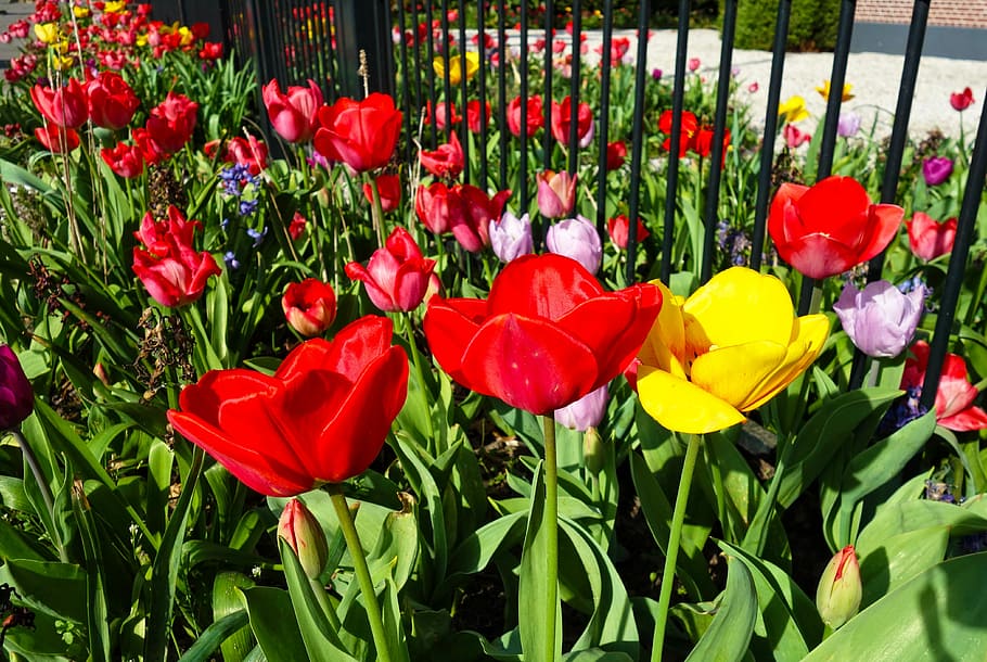tulip, flower, plant, bulbous, dutch, garden, colorful, flowering plant, red, freshness